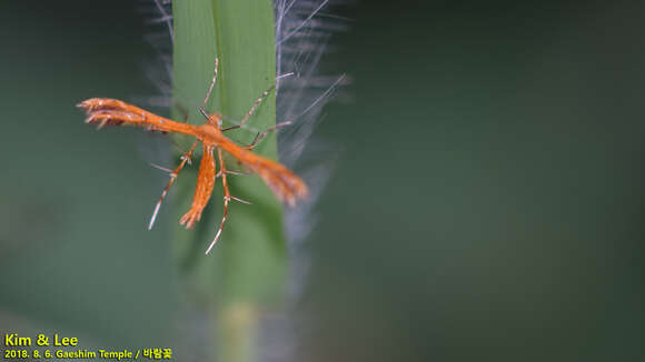 Stenodacma pyrrhodes (Meyrick 1889) resmi