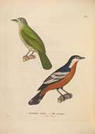 Image of Rufous-bellied Triller