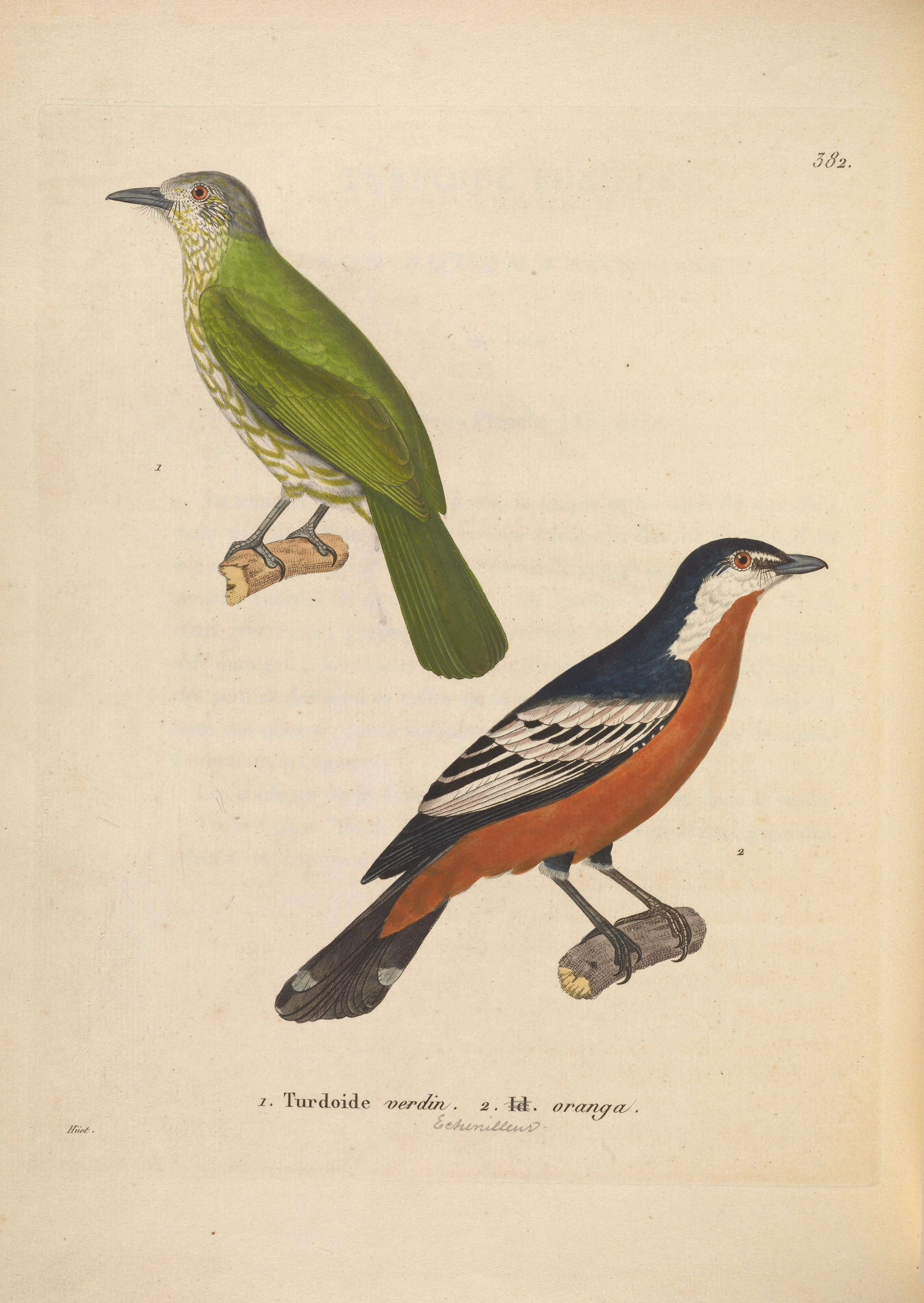 Image of Rufous-bellied Triller