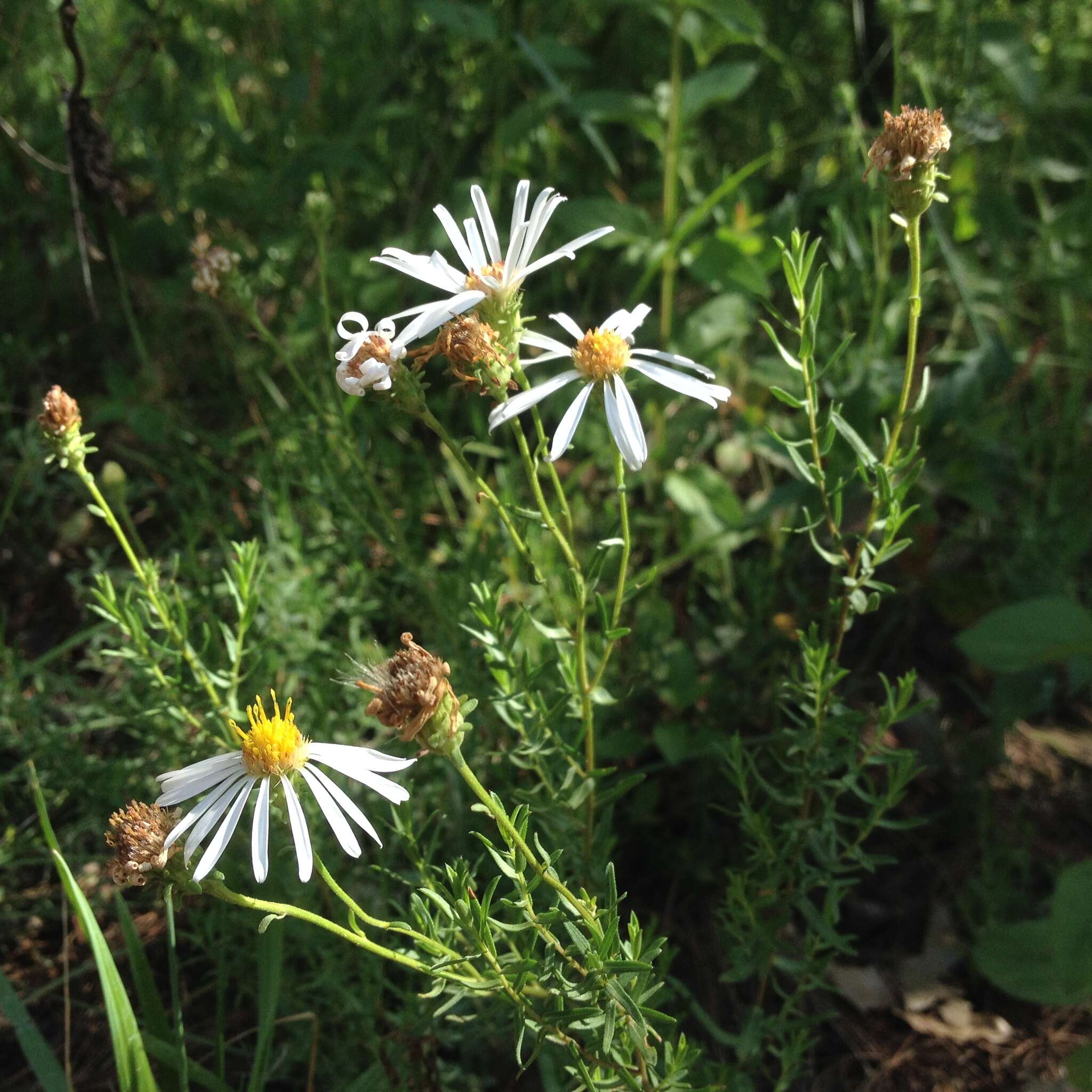 Image de Symphyotrichum trilineatum (Sch. Bip. ex Klatt) G. L. Nesom