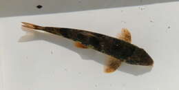 Image of Etowah Darter