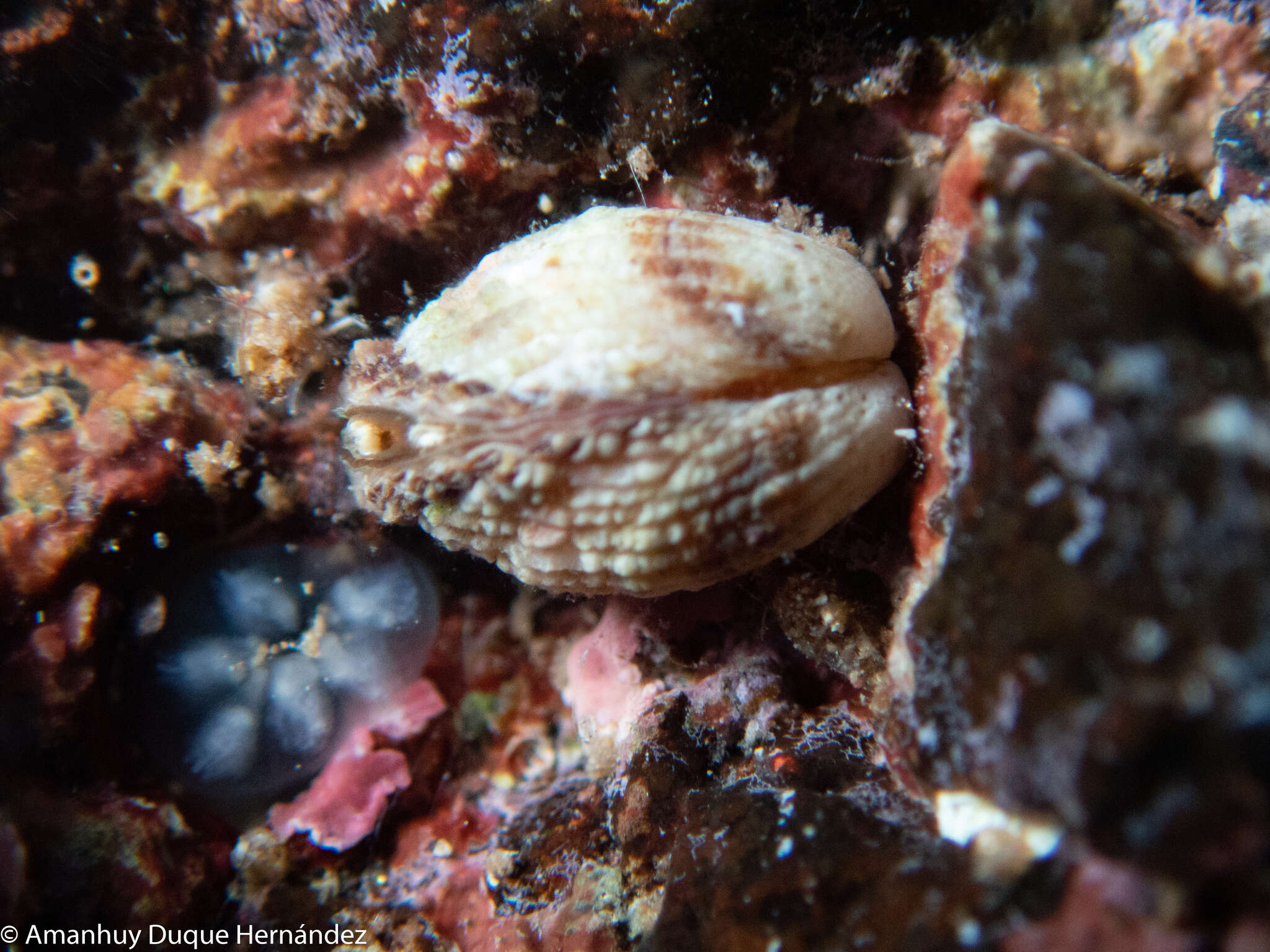 Image of Cardita calyculata (Linnaeus 1758)