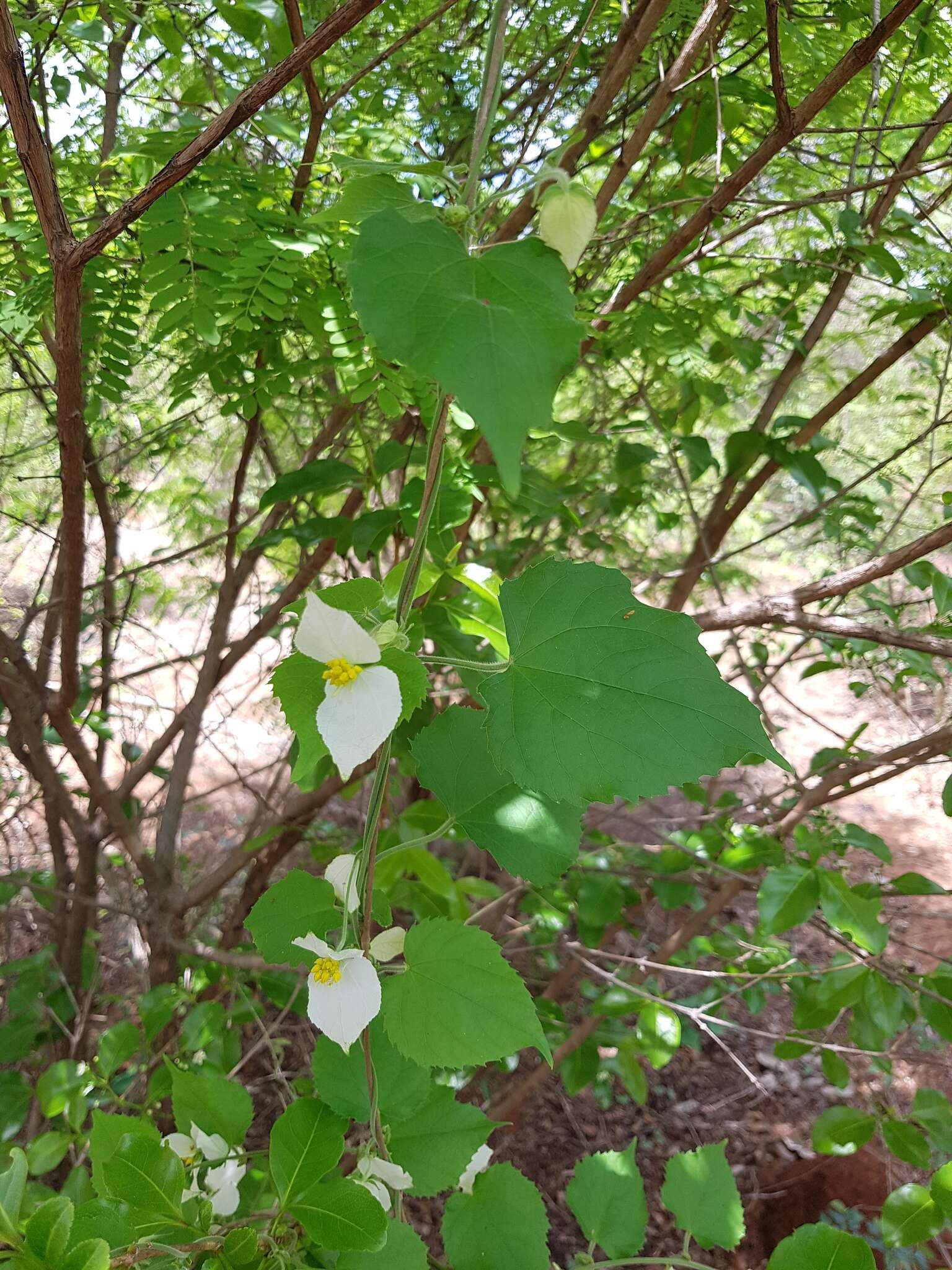 Dalechampia bernieri Baill.的圖片