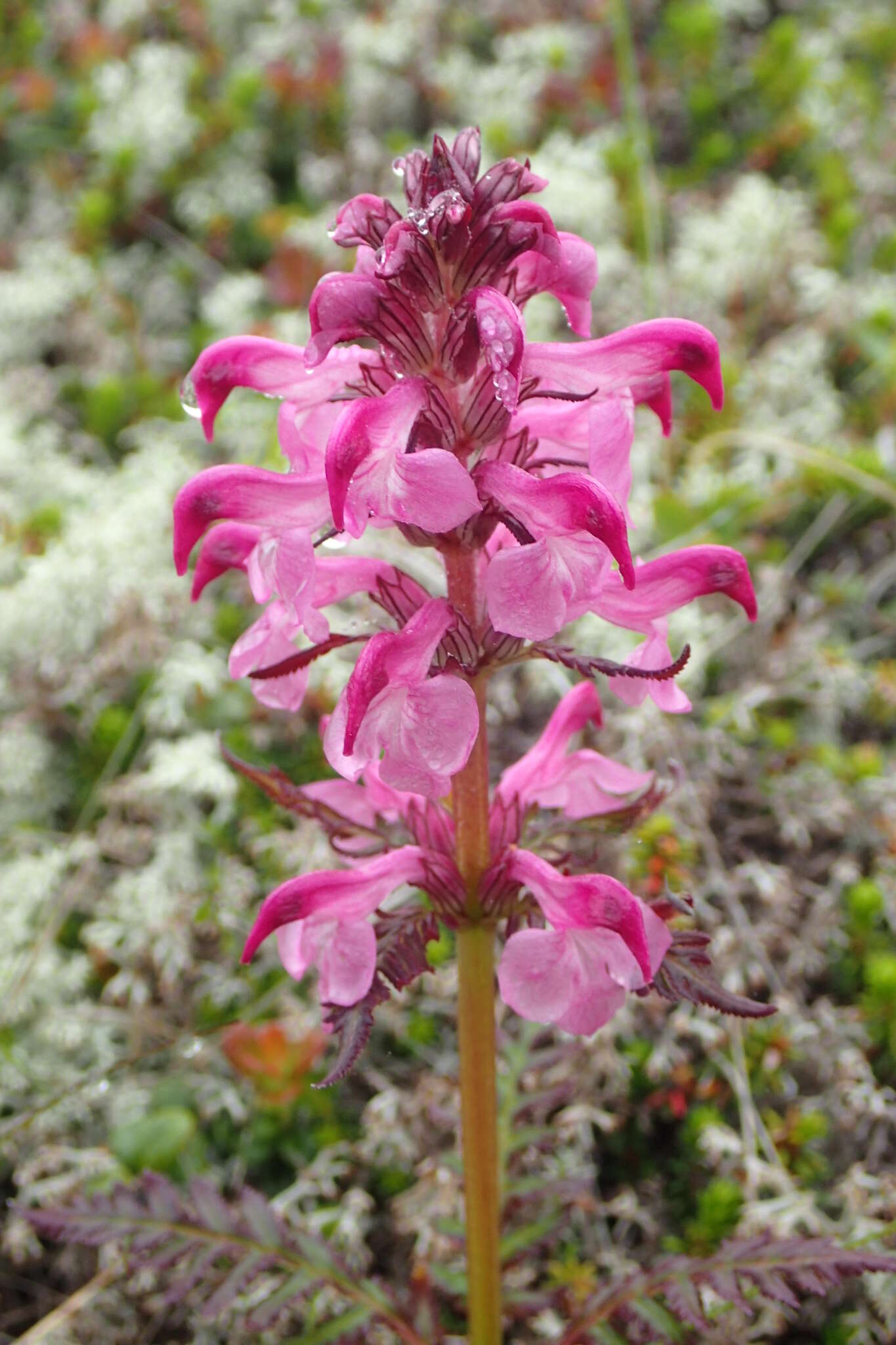 Слика од Pedicularis chamissonis Stev.