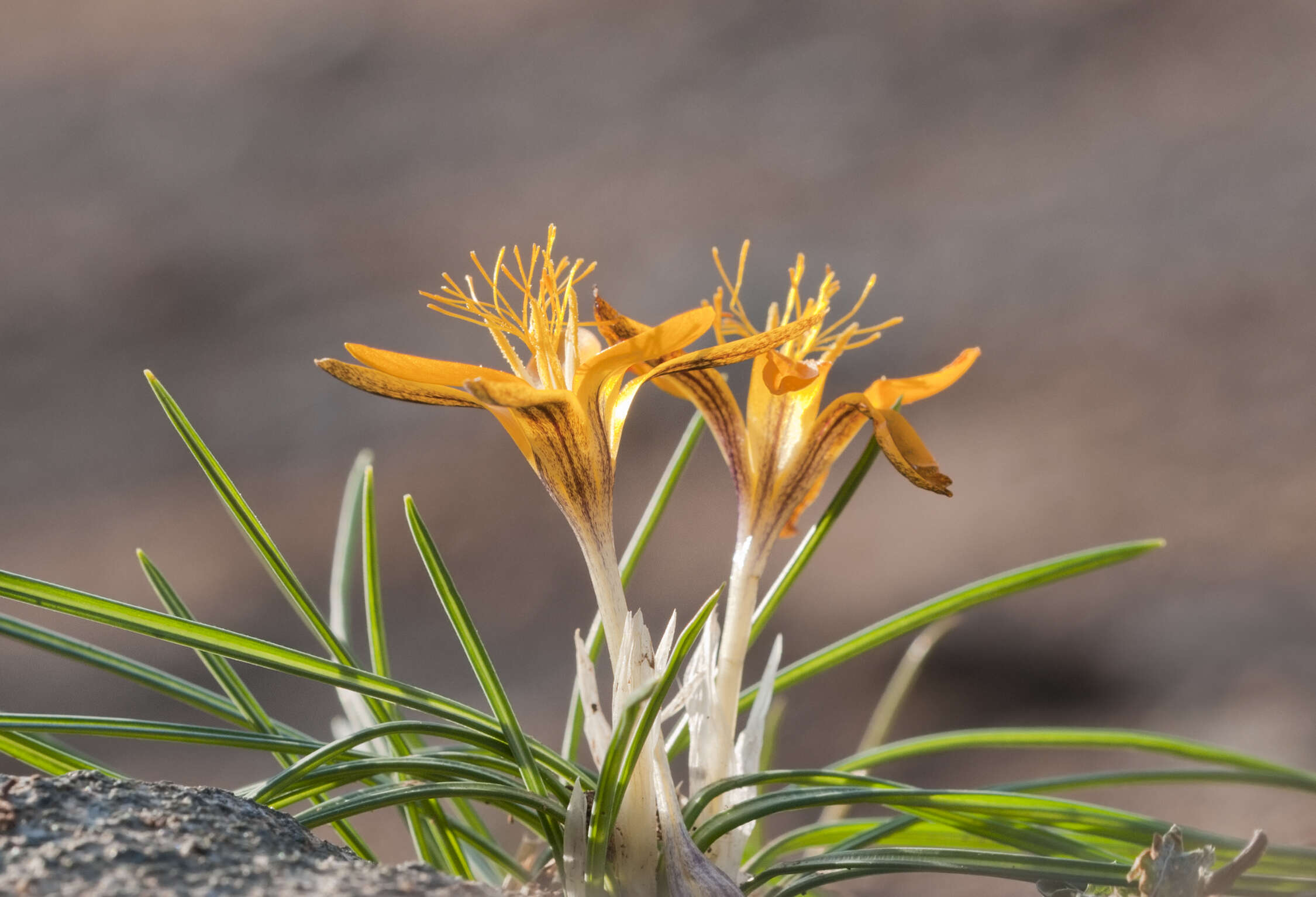 Imagem de Crocus graveolens Boiss. & Reut.