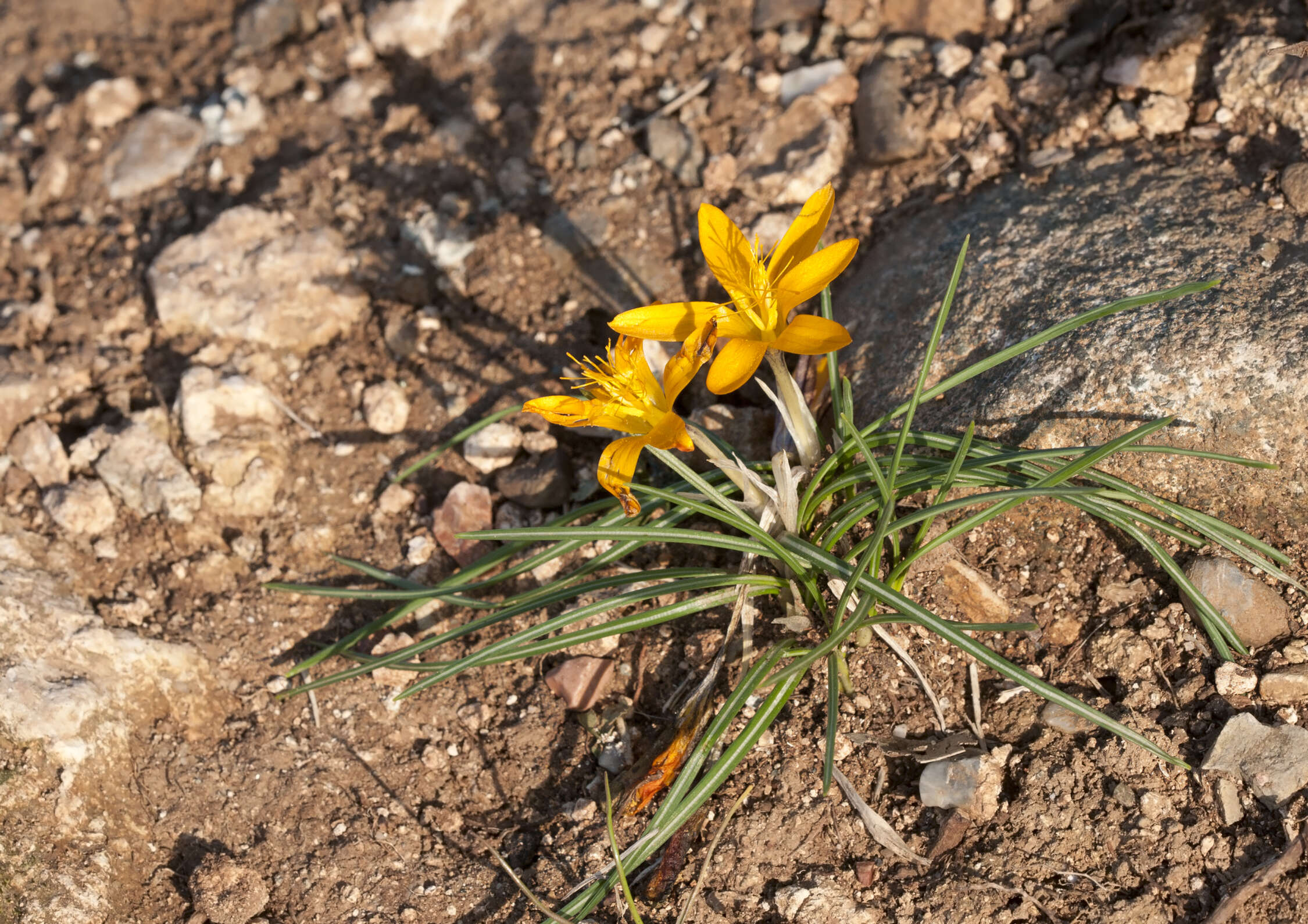 Imagem de Crocus graveolens Boiss. & Reut.