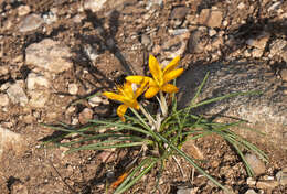 Imagem de Crocus graveolens Boiss. & Reut.