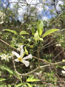 Image of Tabernaemontana amygdalifolia Jacq.