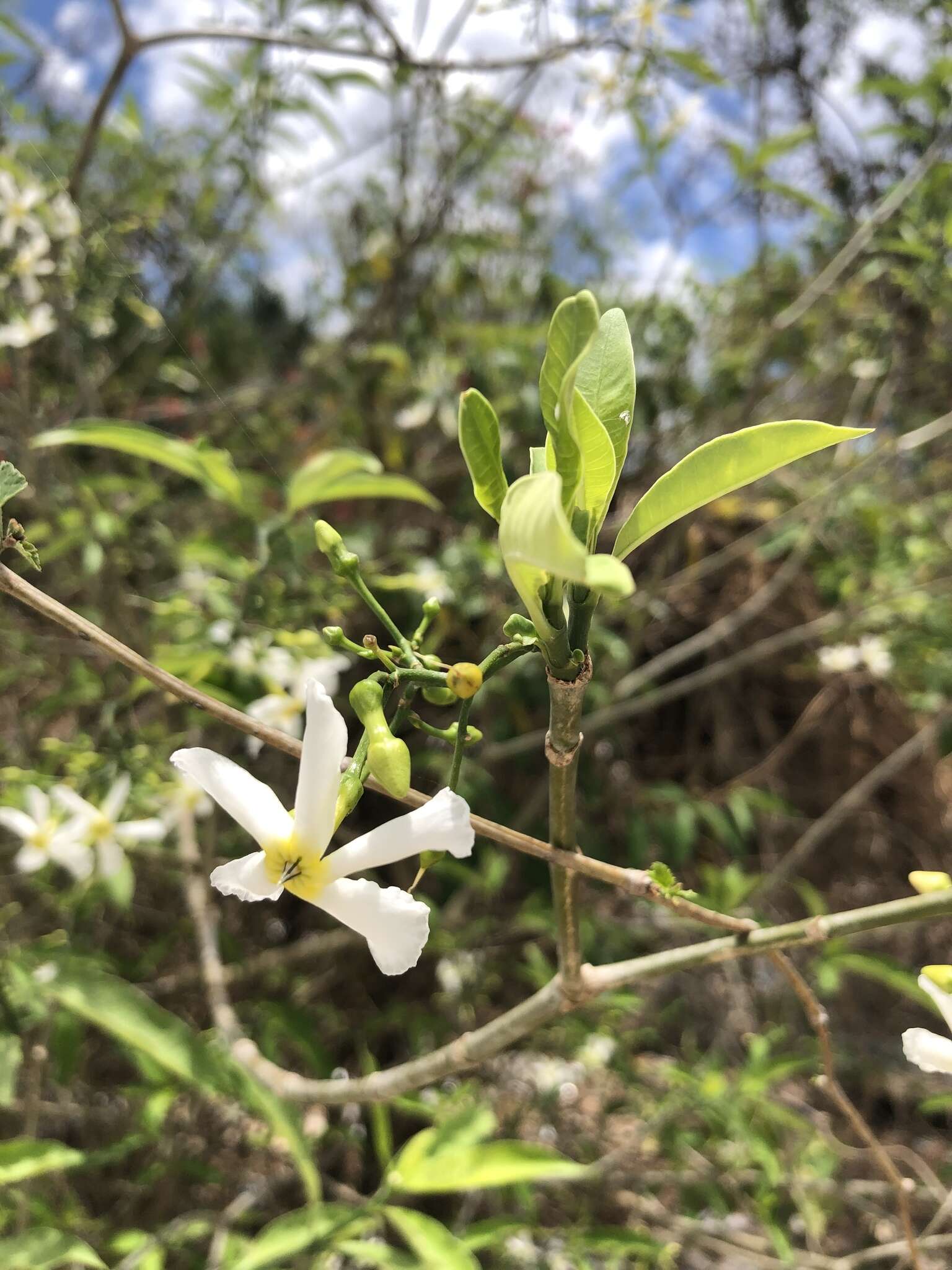 Plancia ëd Tabernaemontana amygdalifolia Jacq.