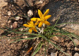 Image of Crocus graveolens Boiss. & Reut.