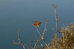 Image of Cyprus turpentine