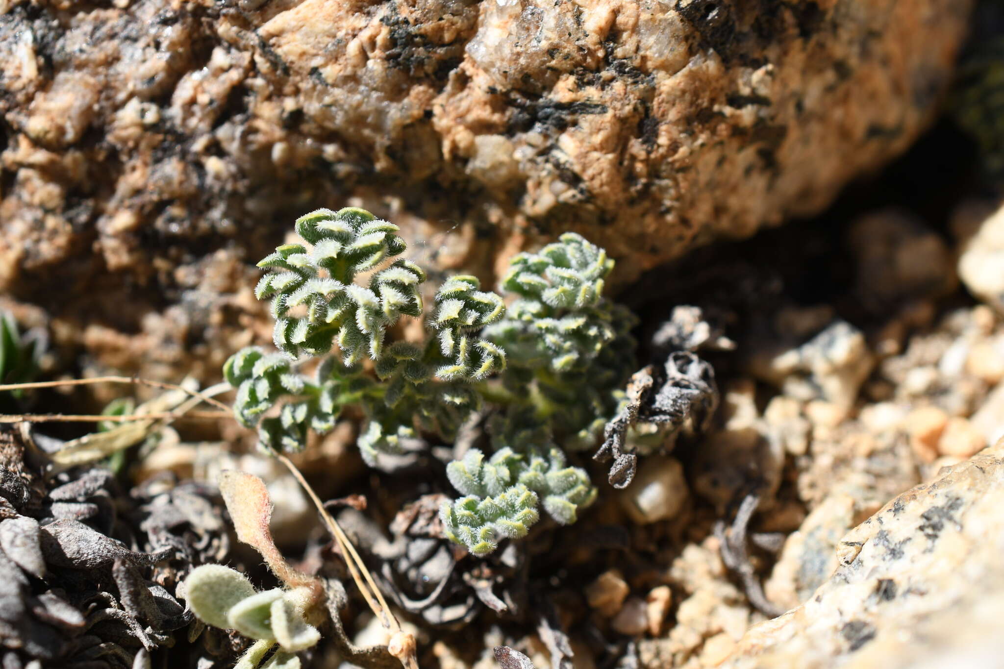 Image of pygmy mountainparsley