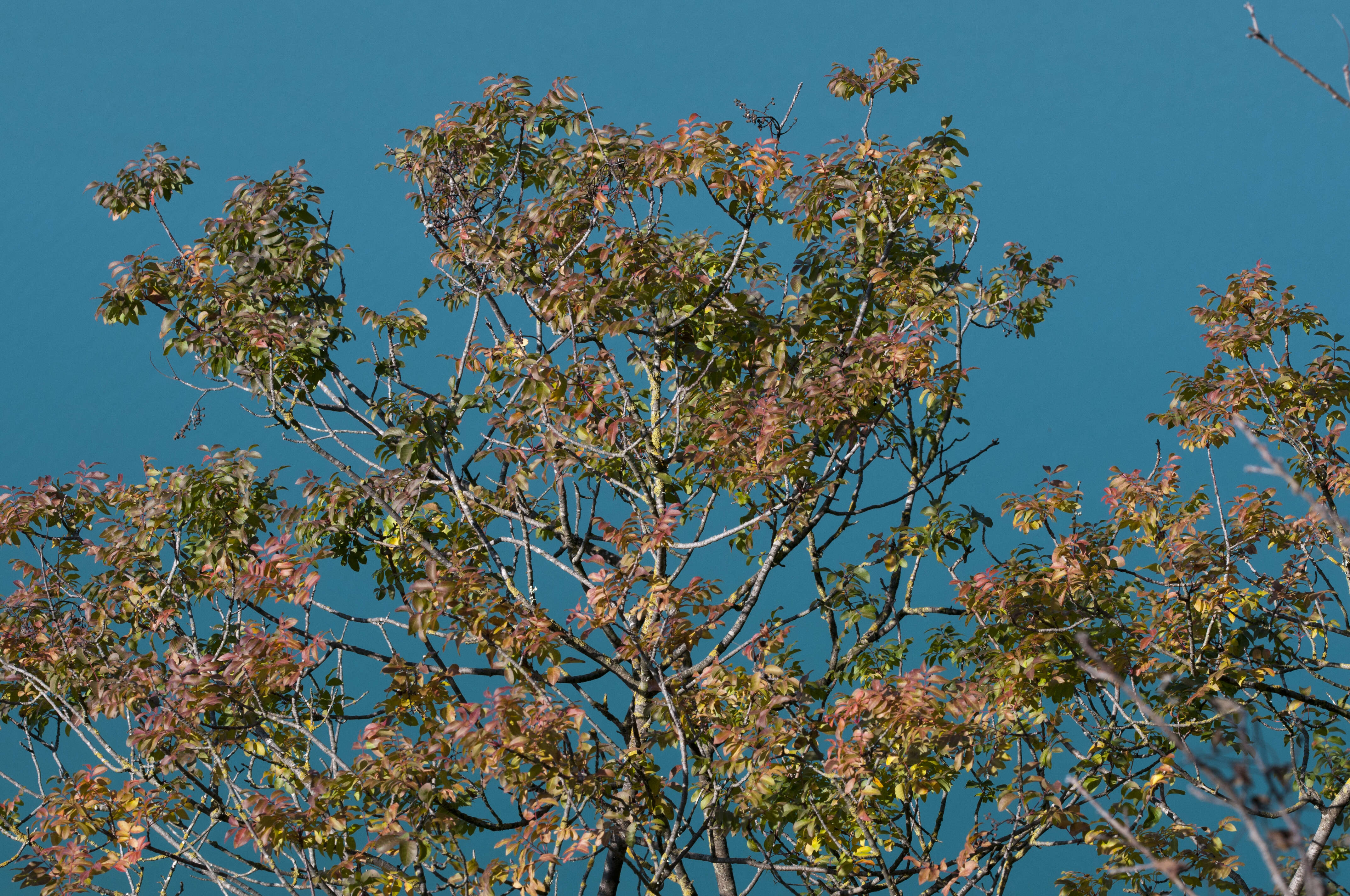 Image of Cyprus turpentine