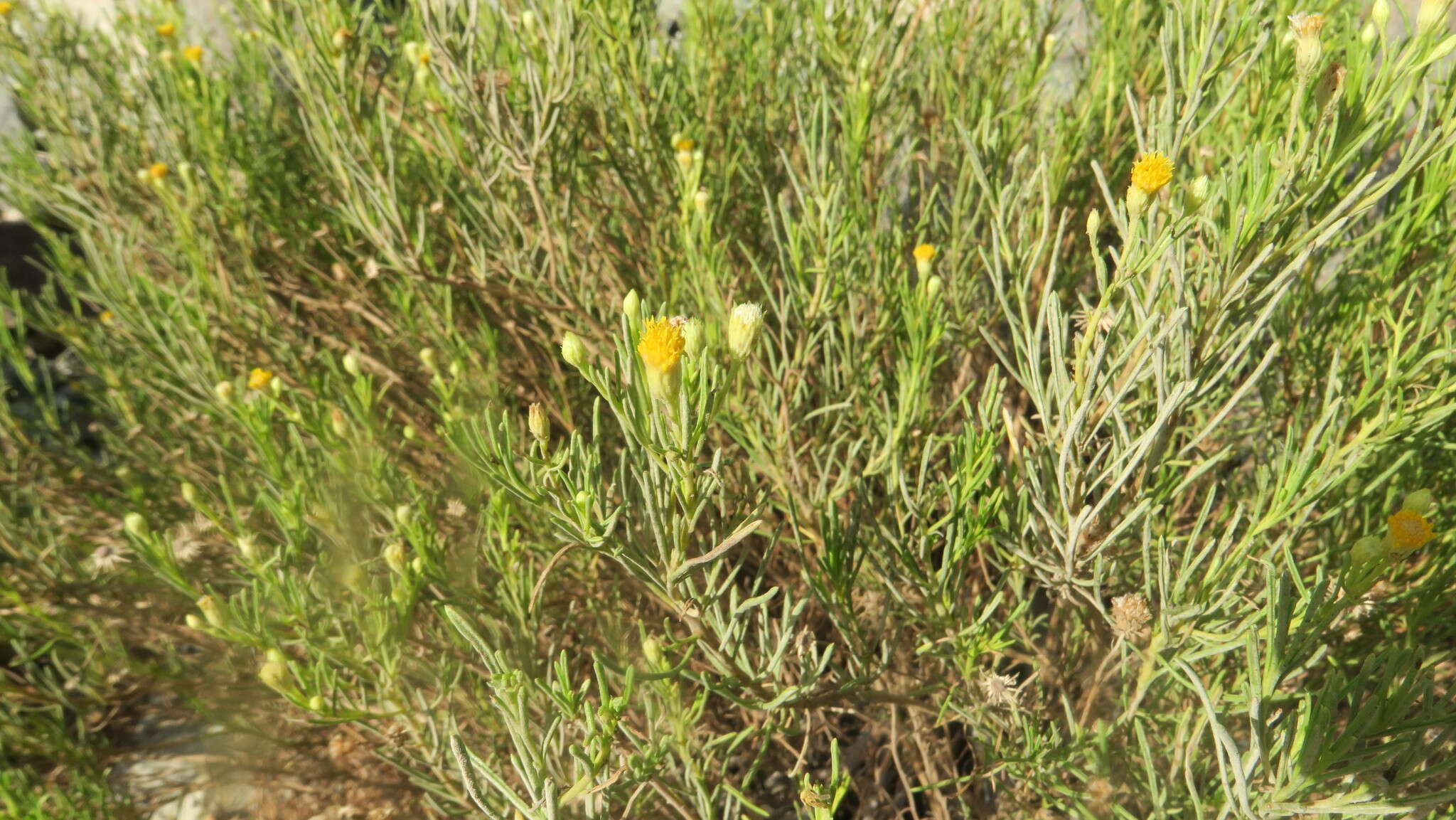 Image of Pulicaria glutinosa (Boiss.) Jaub. & Spach