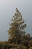 Image of Brutia Pine