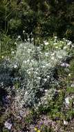 Image of Boreal chickweed