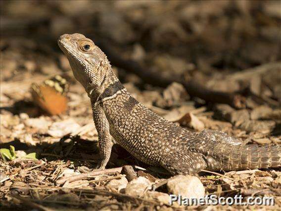 Image of Collared iguana