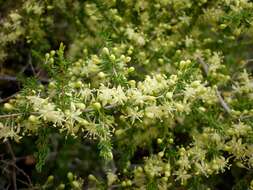 Image of Spiny Asparagus