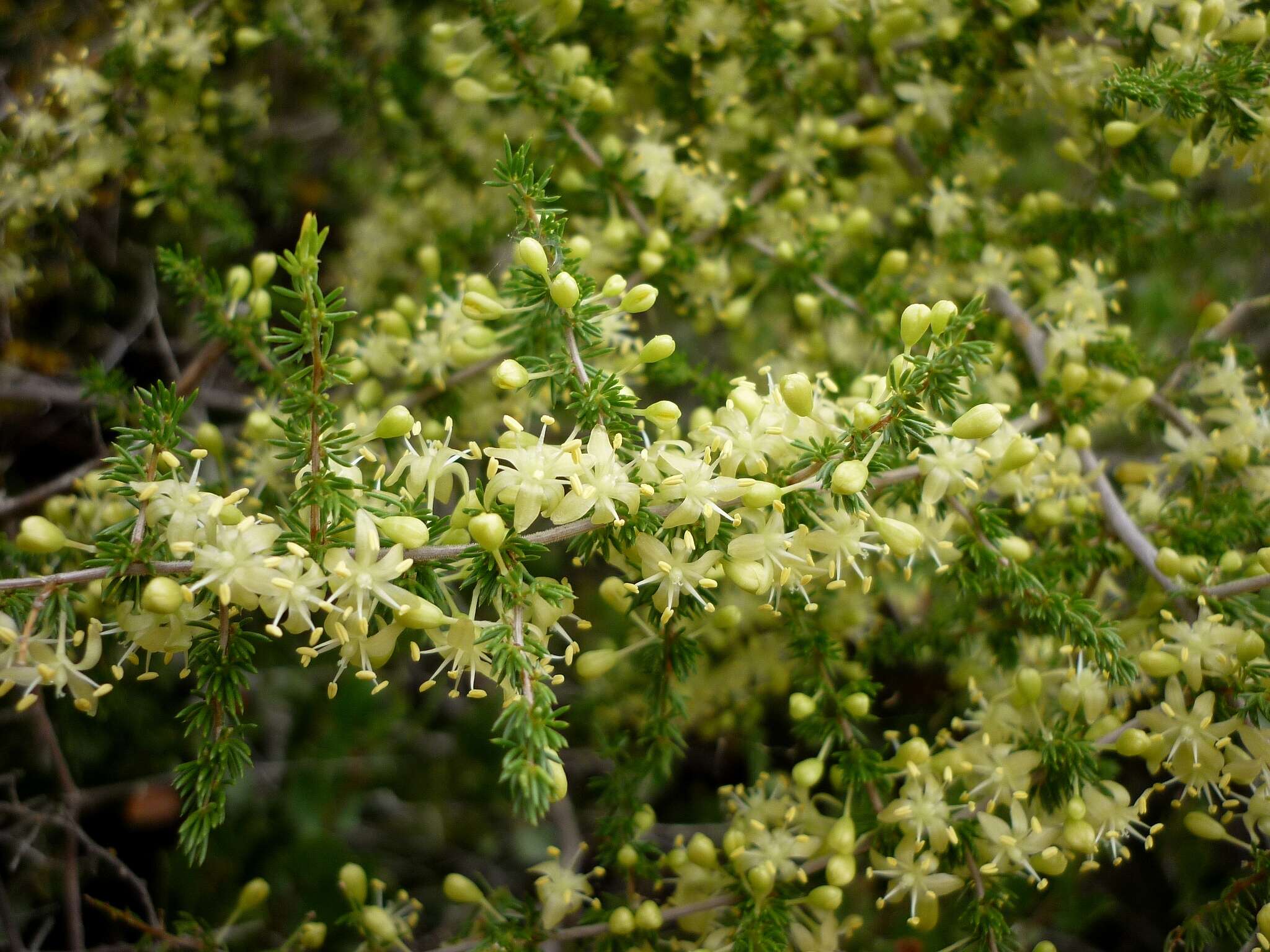Image of Spiny Asparagus
