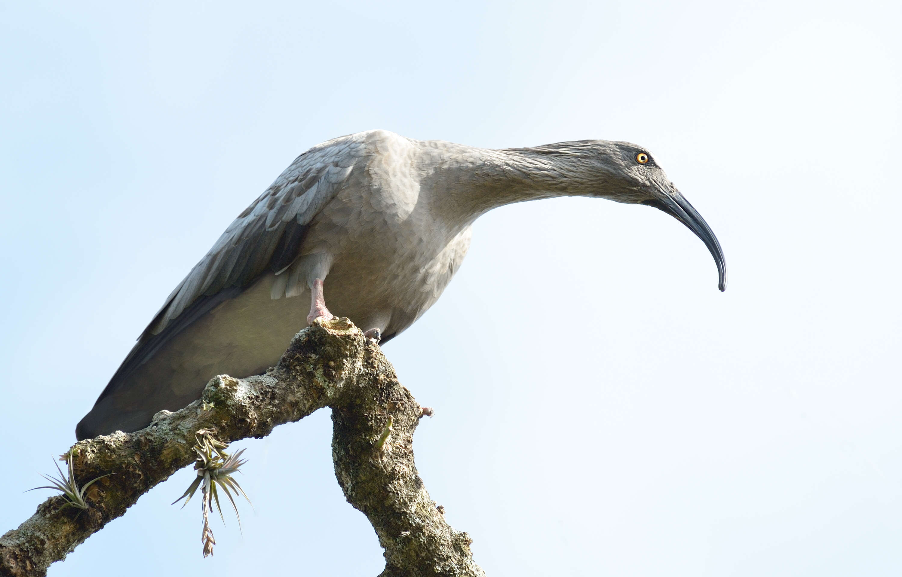 Image of Plumbeous Ibis