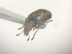 صورة <i>Trigonorhinus sticticus</i>