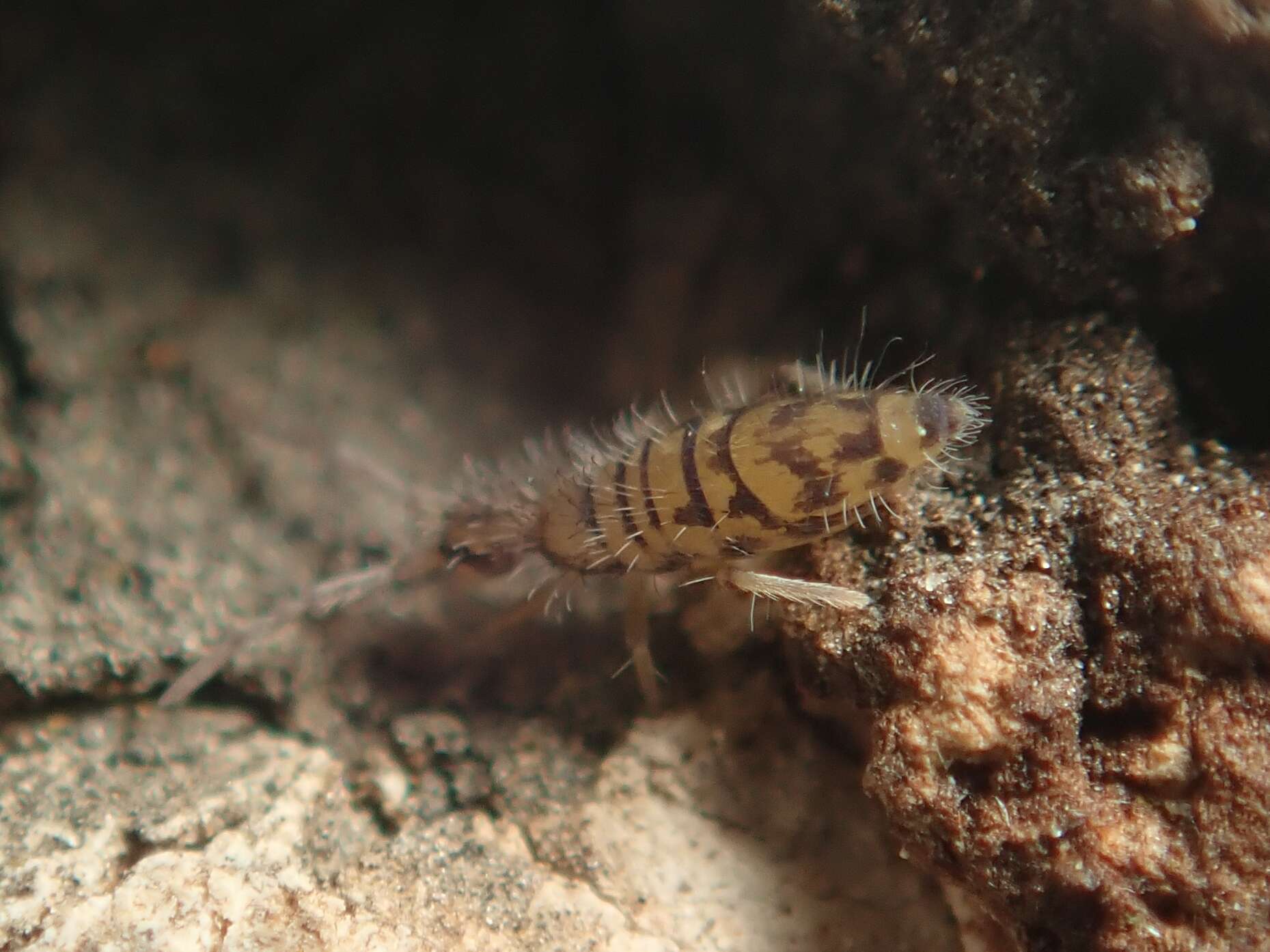 Image of Springtail