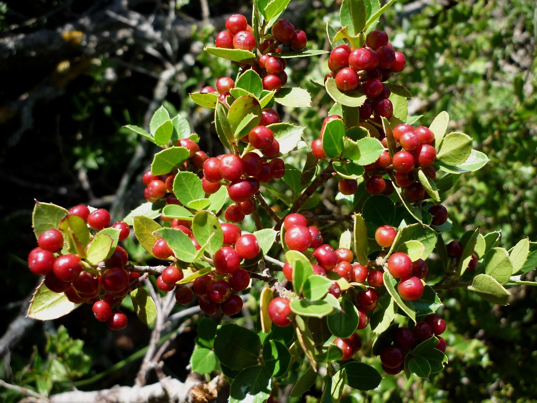 Image of Italian buckthorn