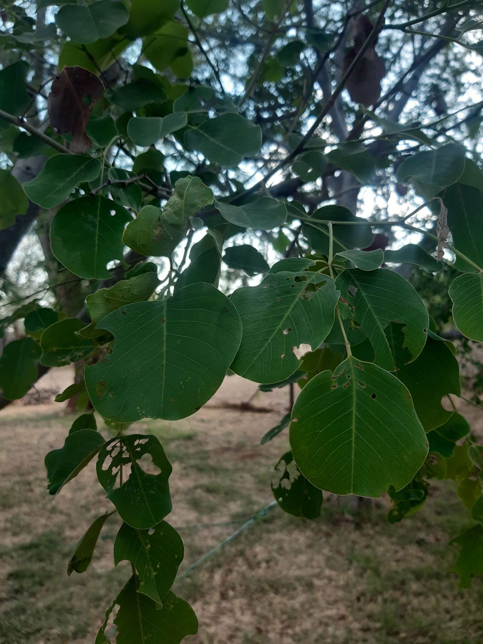 صورة Pterocarpus rotundifolius (Sond.) Druce