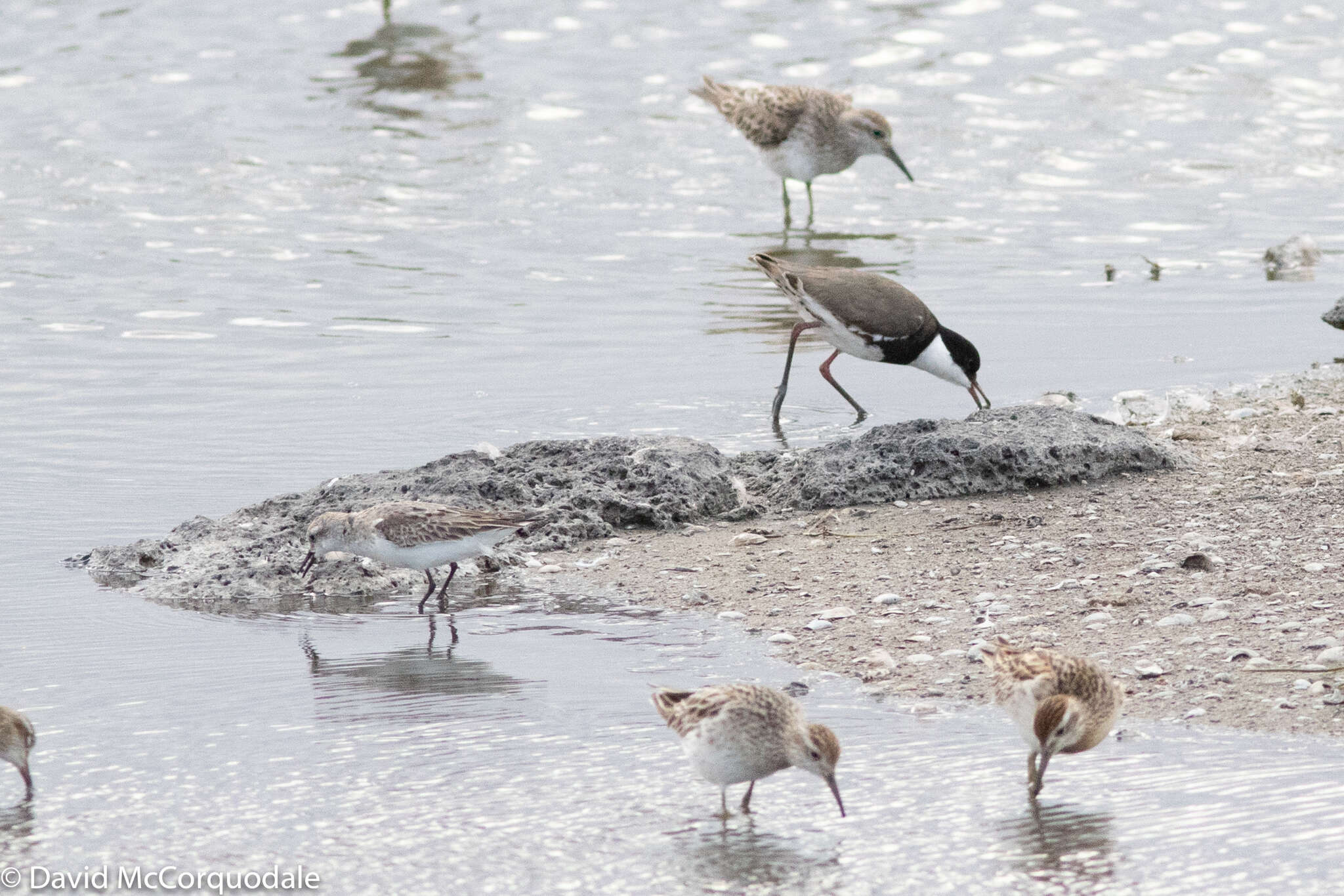 Image of Red-necked Stint