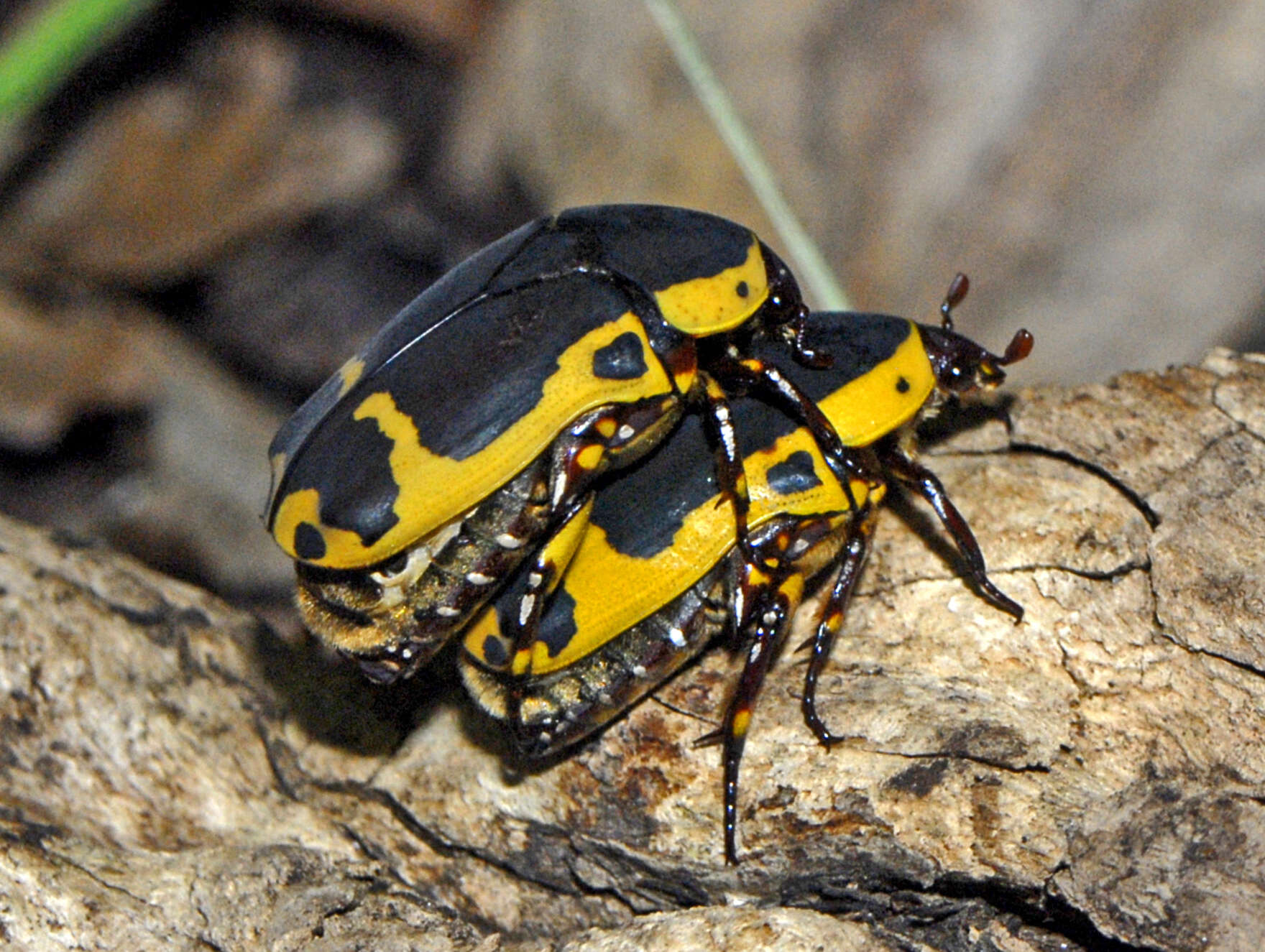 Image of Pachnoda sinuata (Fabricius 1775)