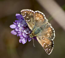 Image of oberthürs grizzled skipper