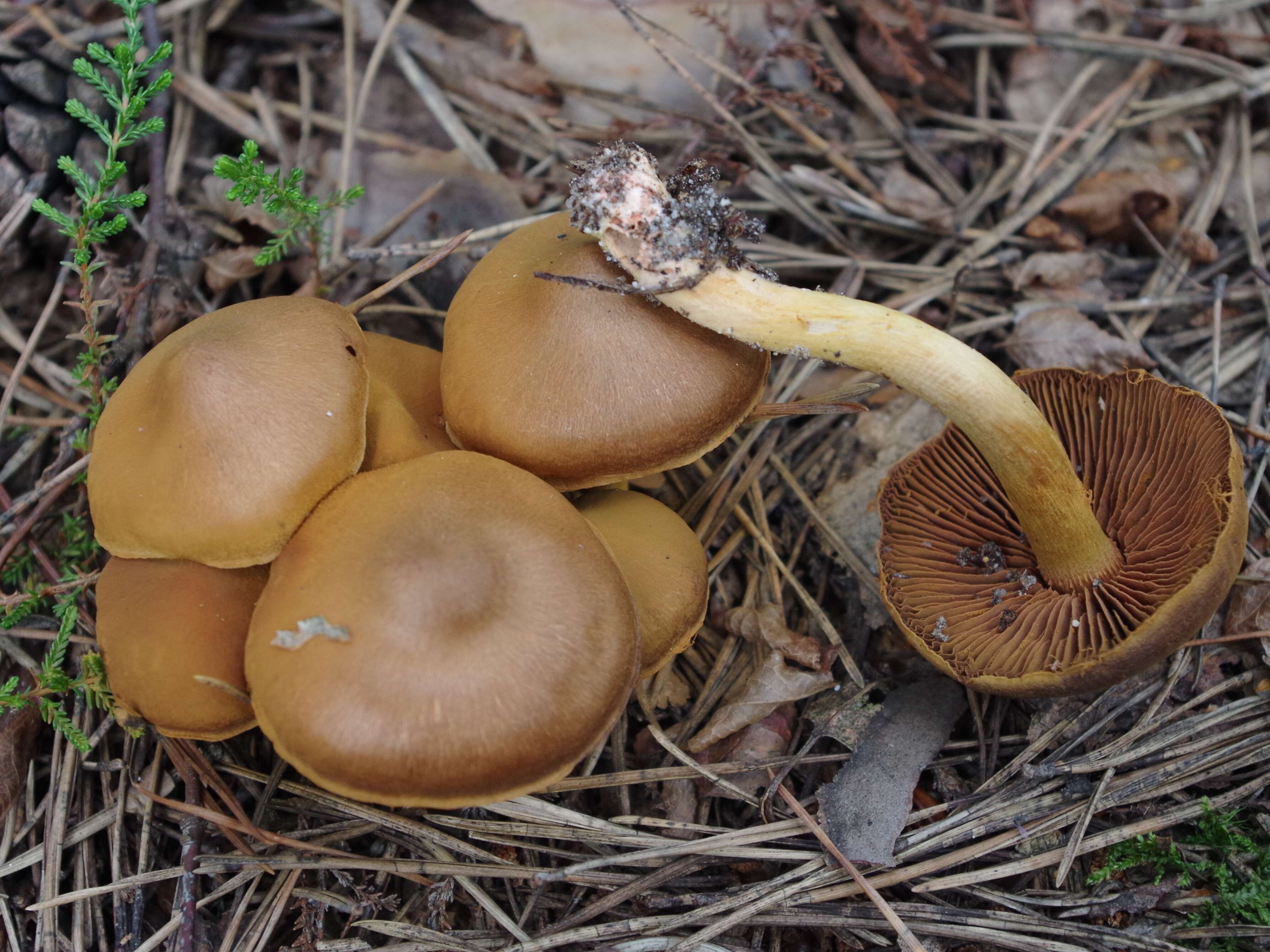 Image of Cortinarius cinnamomeus (L.) Gray 1821