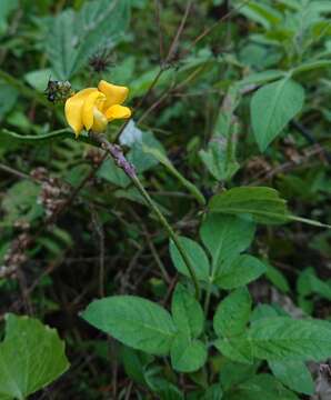 Image of Vigna reflexo-pilosa Hayata