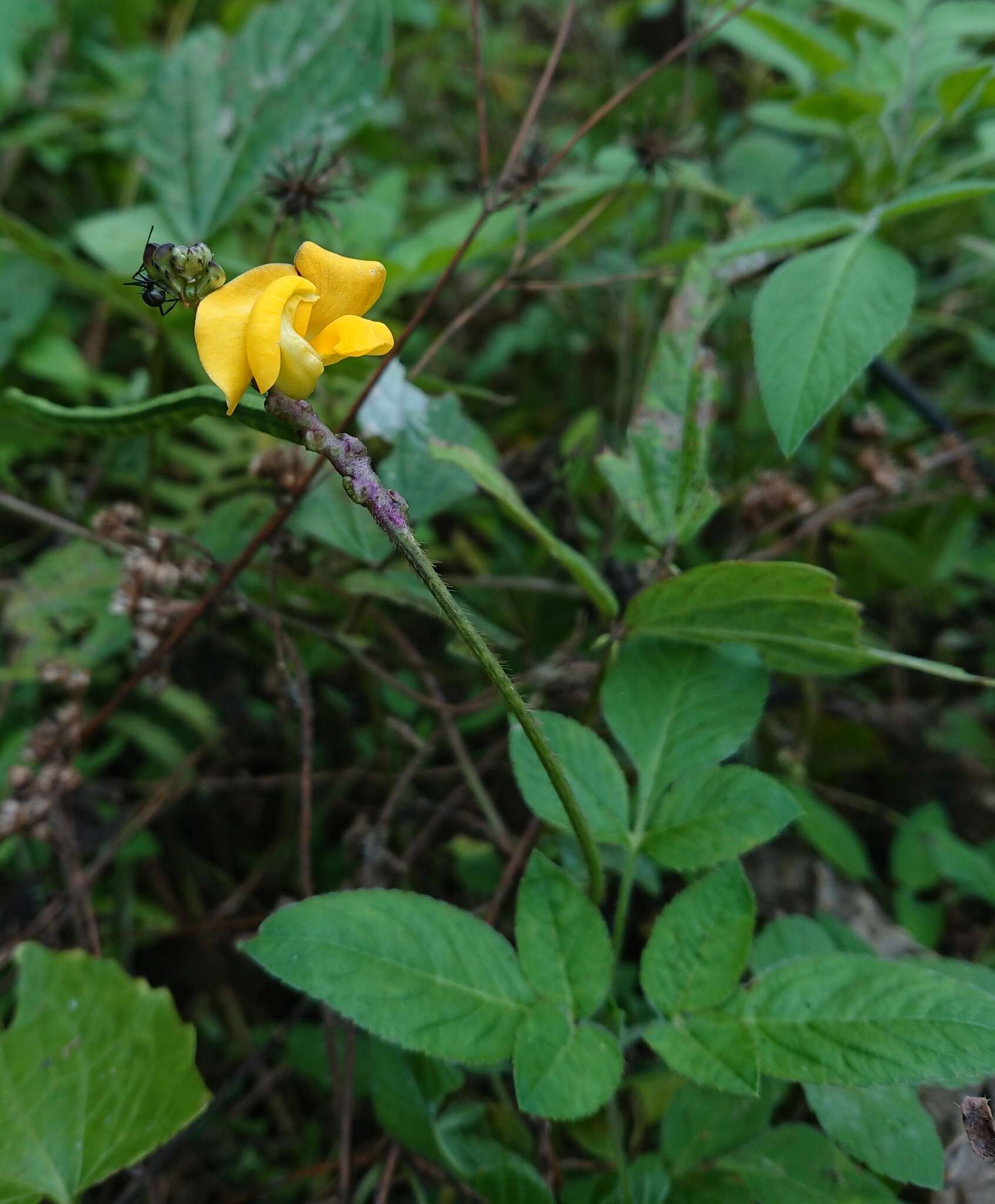 صورة Vigna reflexo-pilosa Hayata