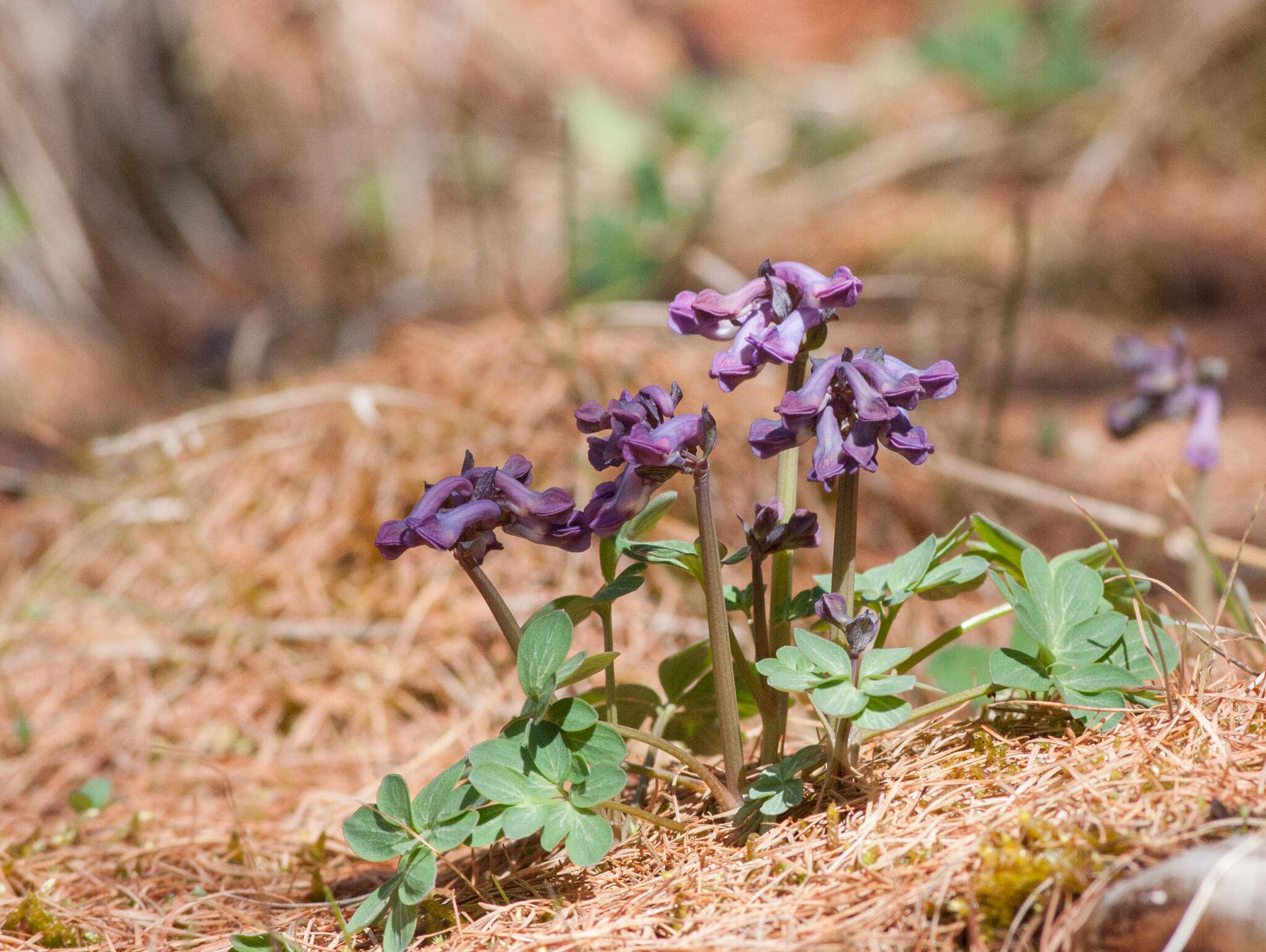 Imagem de Corydalis pauciflora (Willd.) Pers.