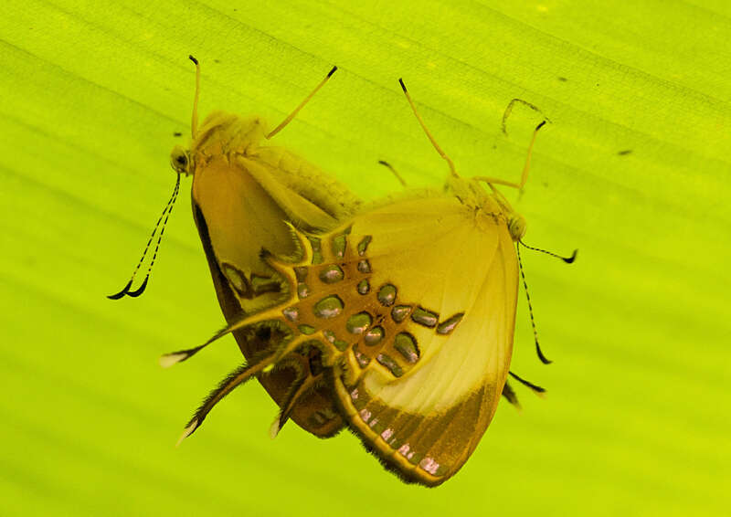 Image of Helicopis cupido Linnaeus 1758