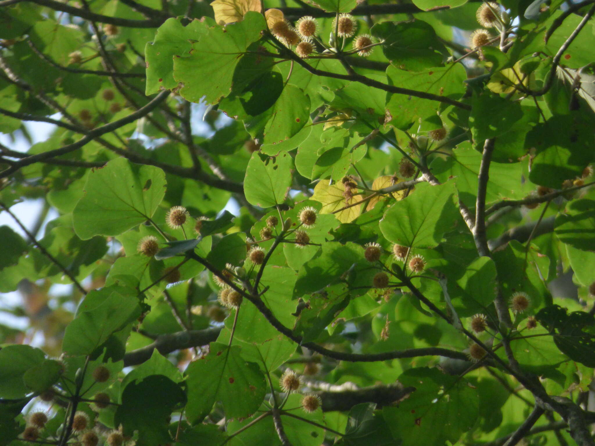 Image of Adina cordifolia (Roxb.) Brandis