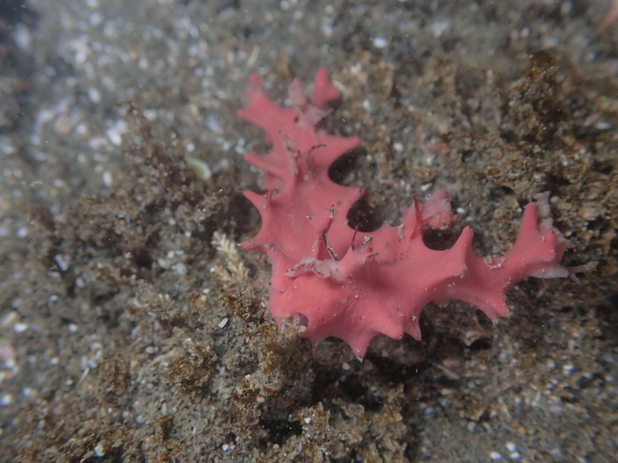 Image of Darwinella gardineri Topsent 1905