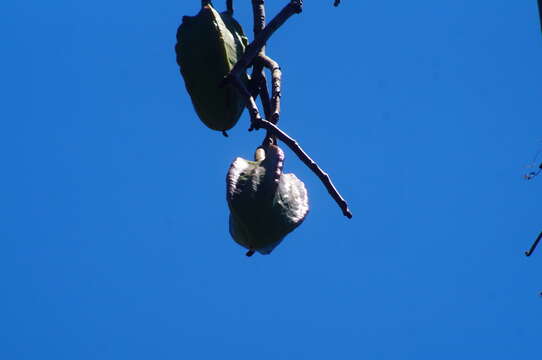 Image of Jacaratia mexicana A. DC.