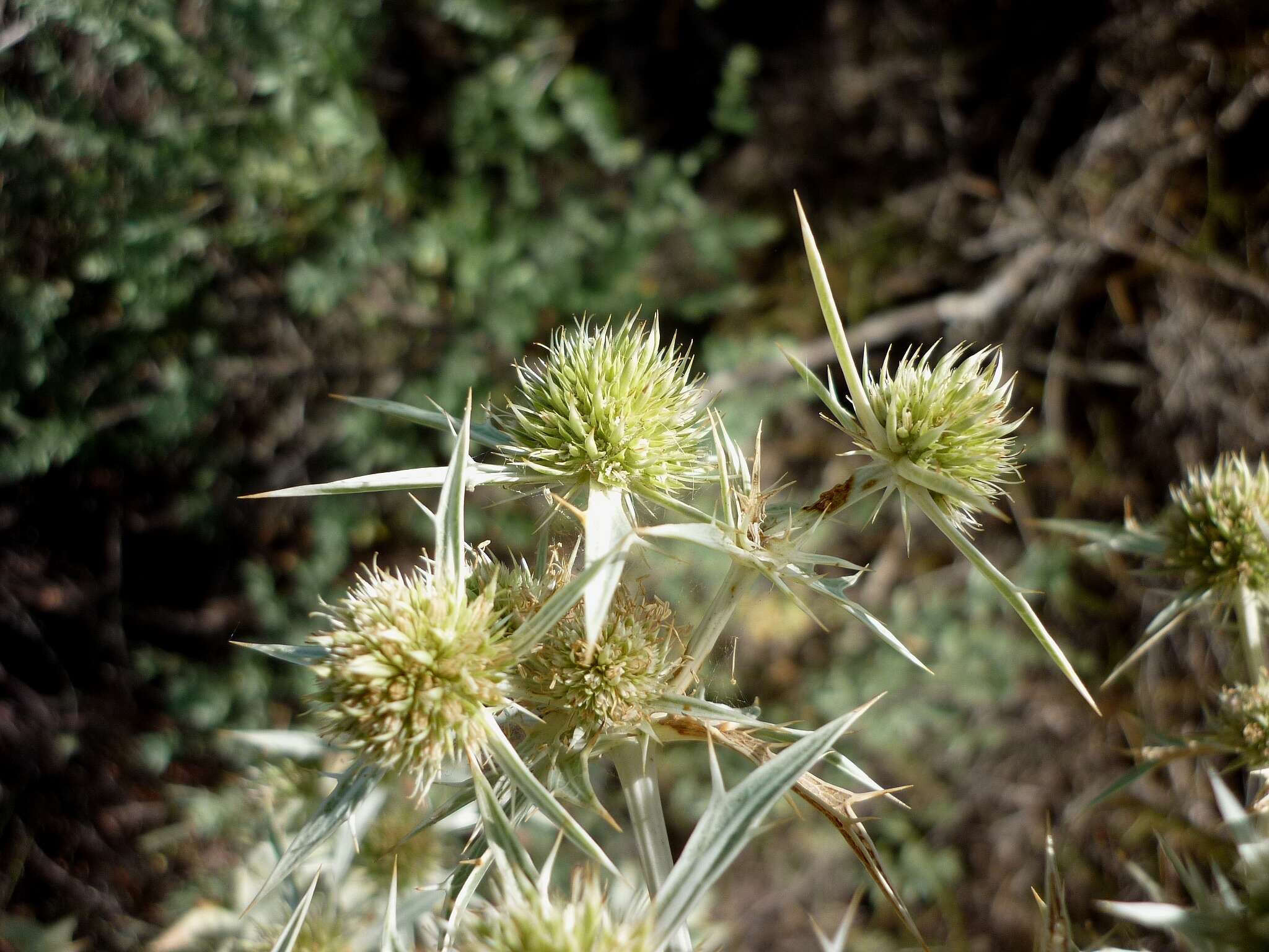 Image of field eryngo