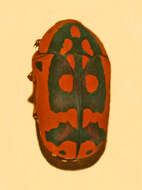 Image of Pachnoda sinuata (Fabricius 1775)