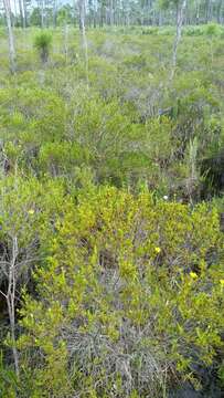 Image of peelbark St. Johnswort