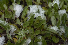 Imagem de Dryas octopetala subsp. oxyodonta (Juz.) Hult.