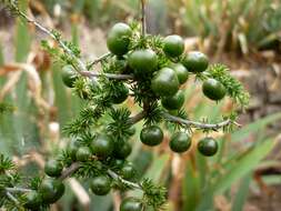 Image of Spiny Asparagus