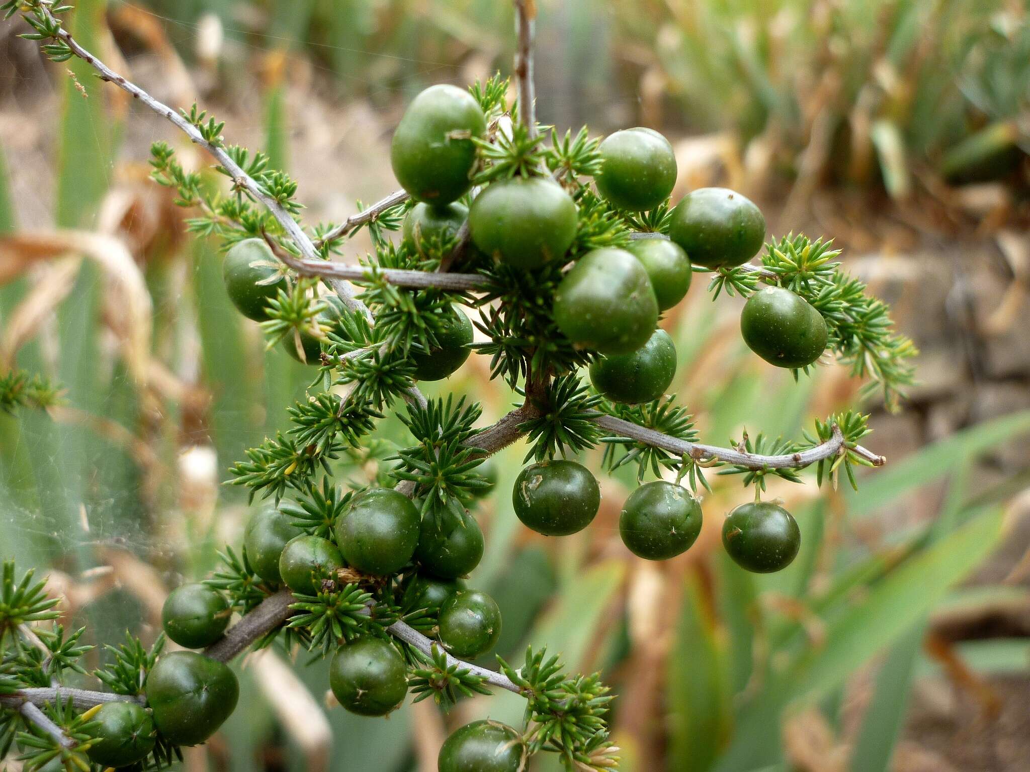 Image of Spiny Asparagus