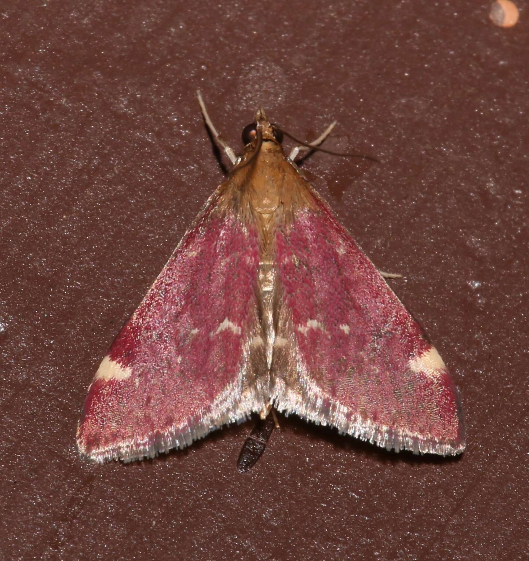 Image of Pyrausta grotei Munroe 1876