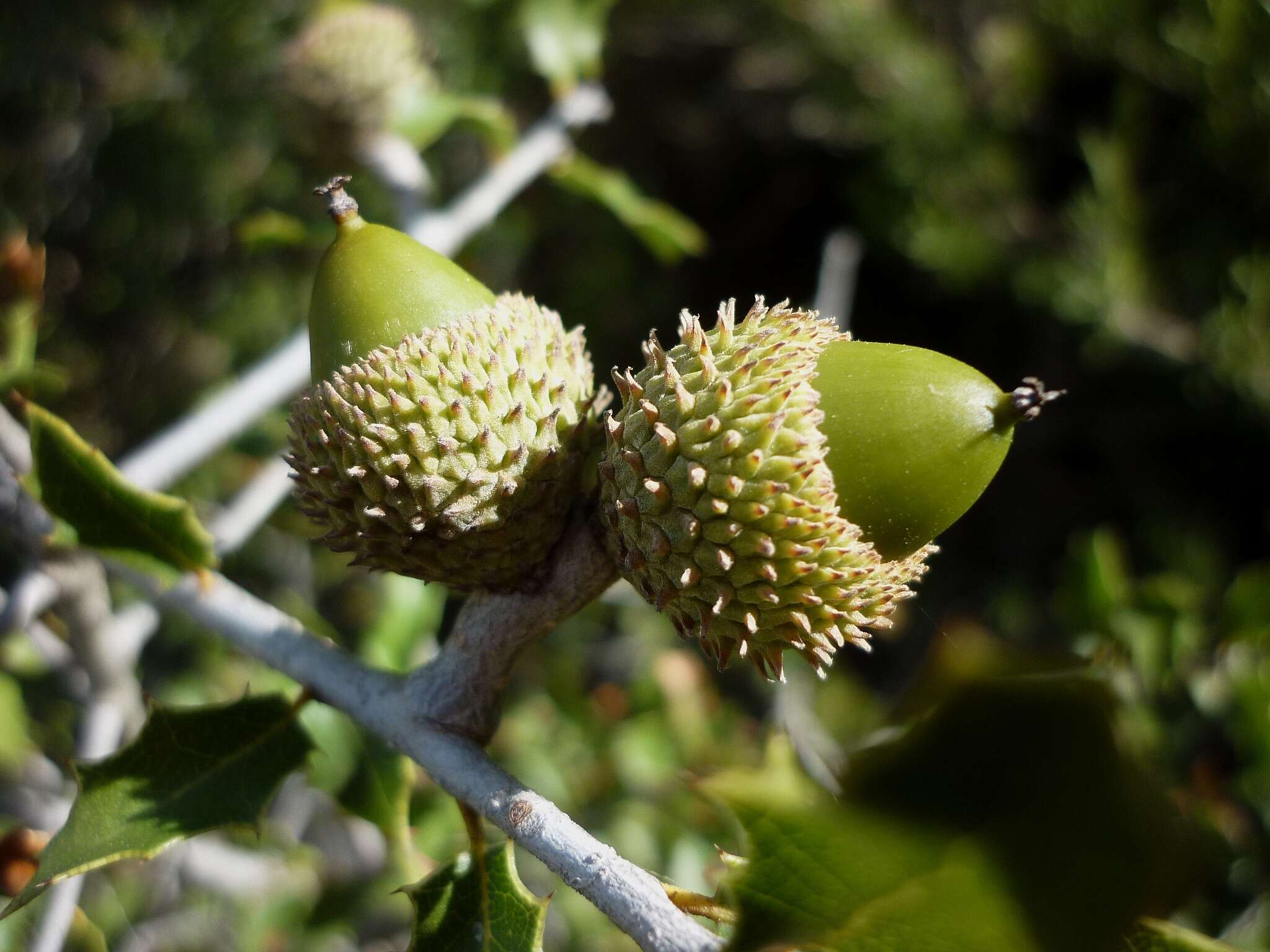 Image of Kermes Oak