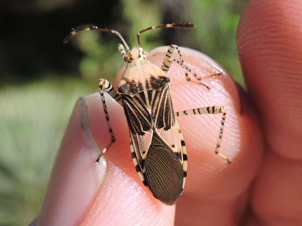 صورة Hypselonotus punctiventris Stål 1862