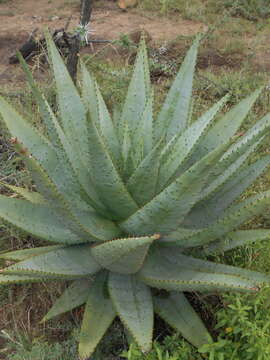 Image of Mountain aloe