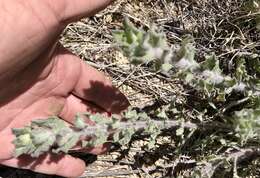 Image of rockyscree false goldenaster